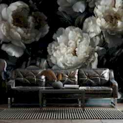 Koyu Beyaz Şakayık Duvar Kağıdı